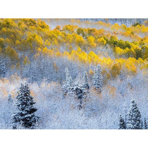 Colorado-San Juan Mts Fresh snow on aspens in the fall